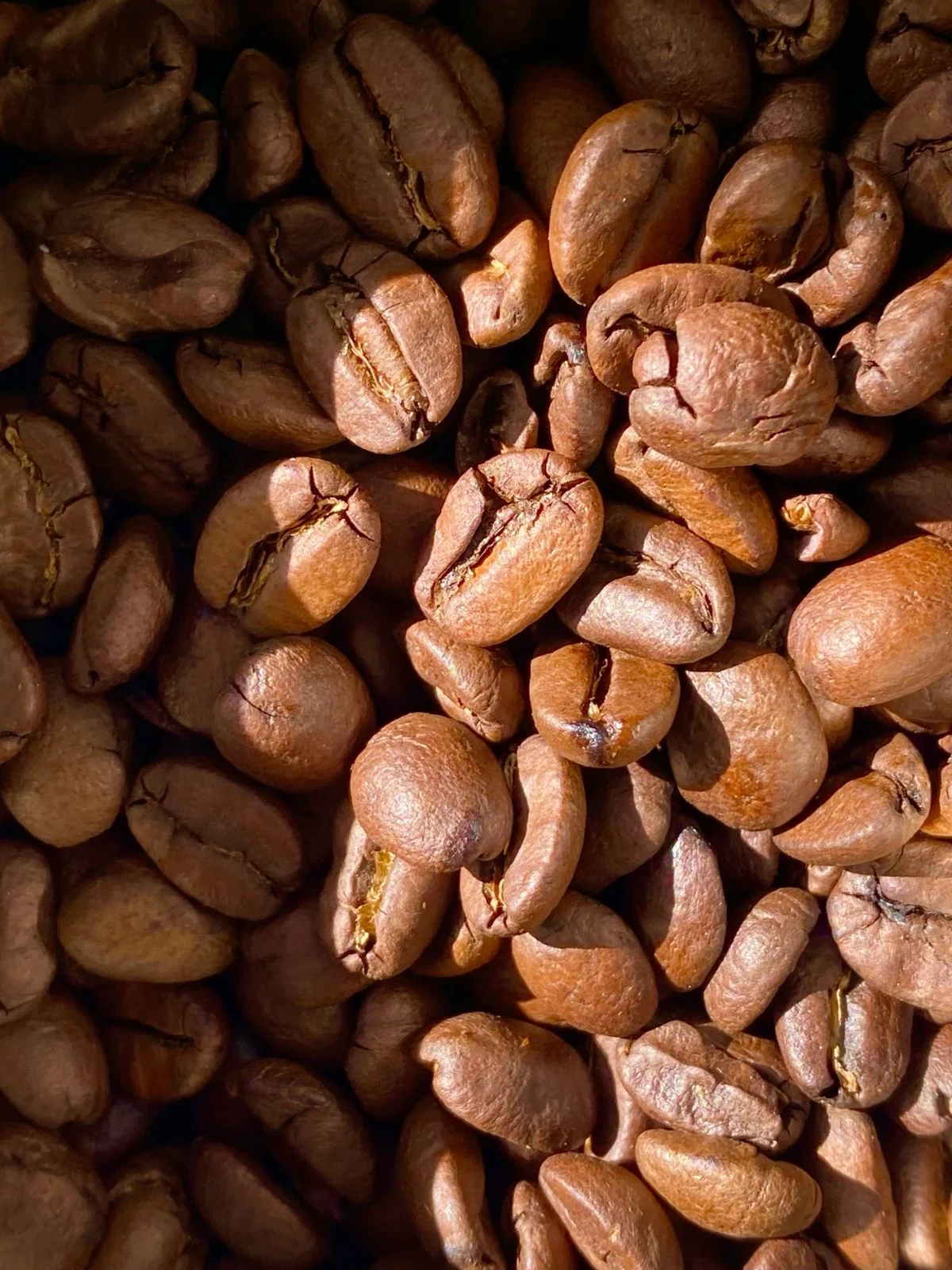 بُن بوليڤي (مختص)